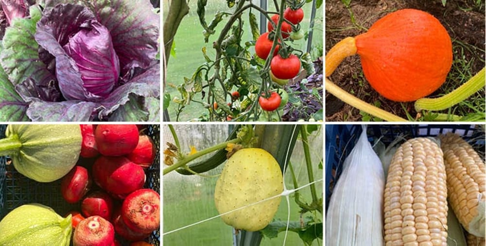 Kollage av 6 bilder med olika grönsaker att odla i växthus