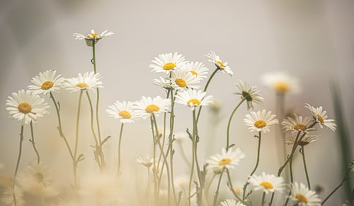 Blommor, prästkragar