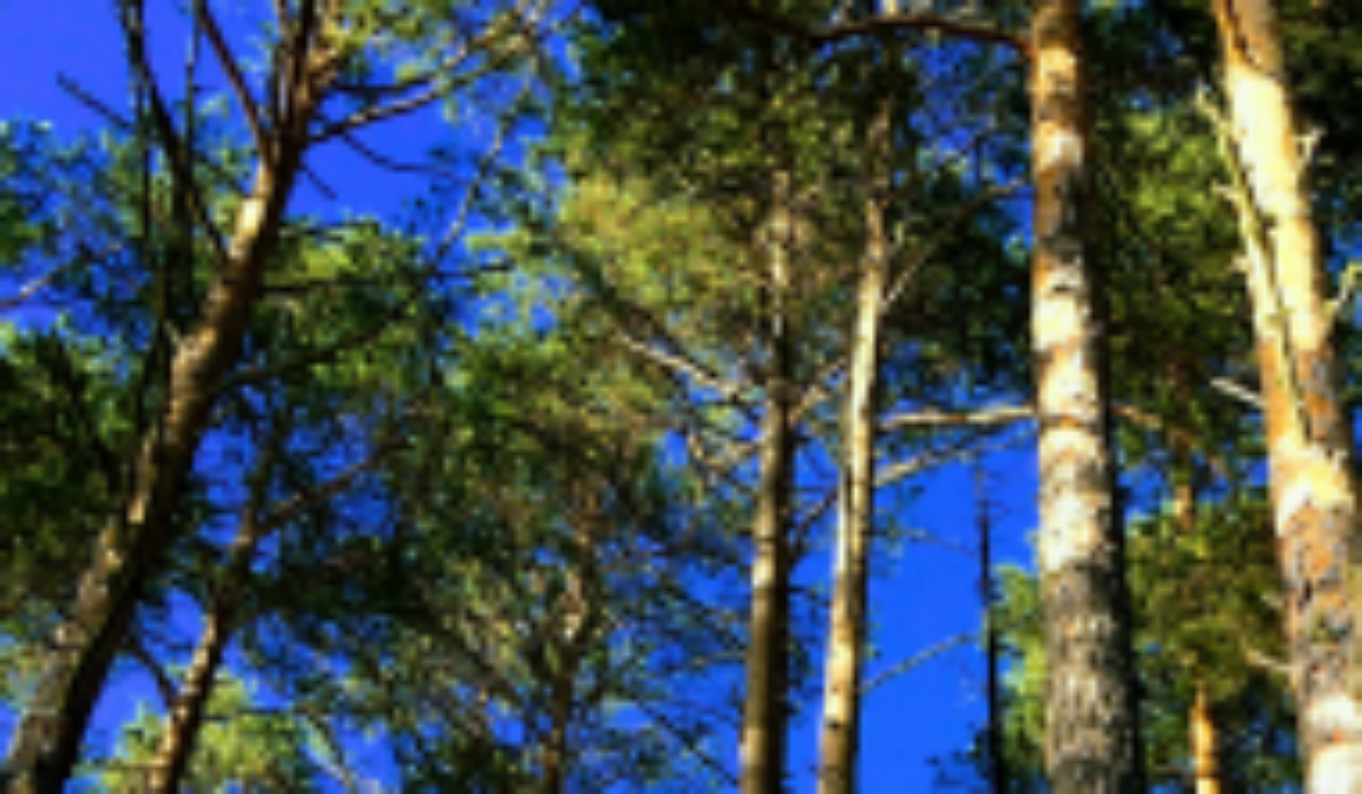 Samla kraft, sommarkurs Forsa folkhögskola 2021